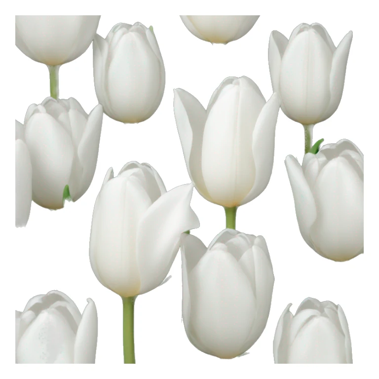 white tulip sticker