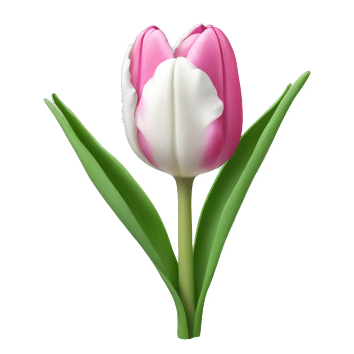 Pink and white tulip sticker