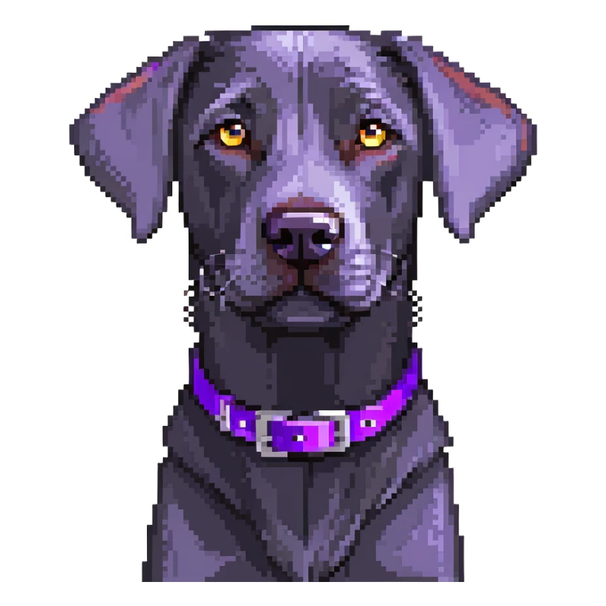 black labrador with floppy ears and a purple collar sticker