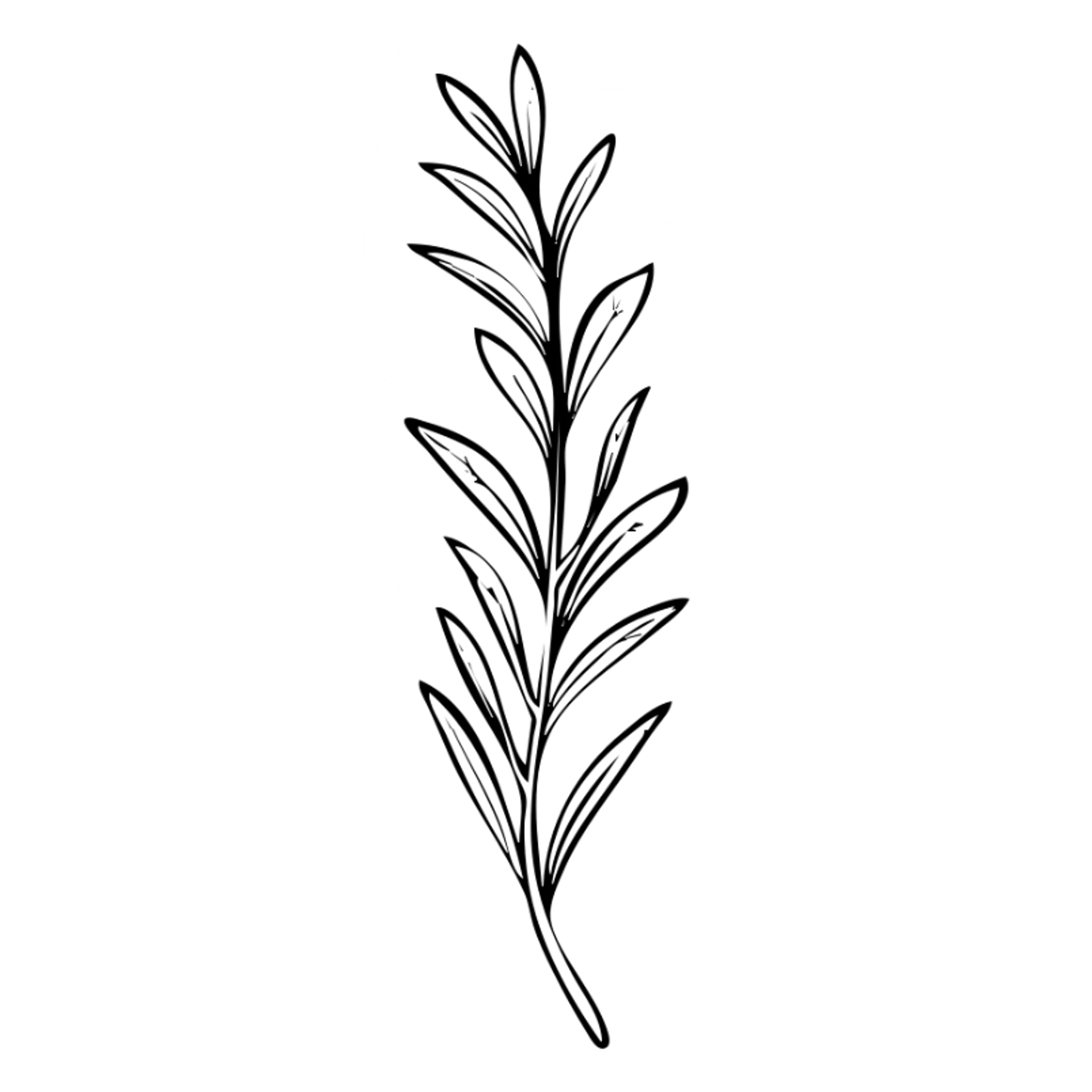 Rosemary herb with needle-like leaves on stems, botanical illustration sticker