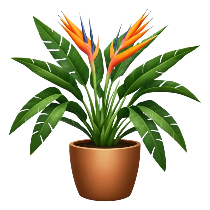 gigant Strelitzia nicolai in a pot sticker