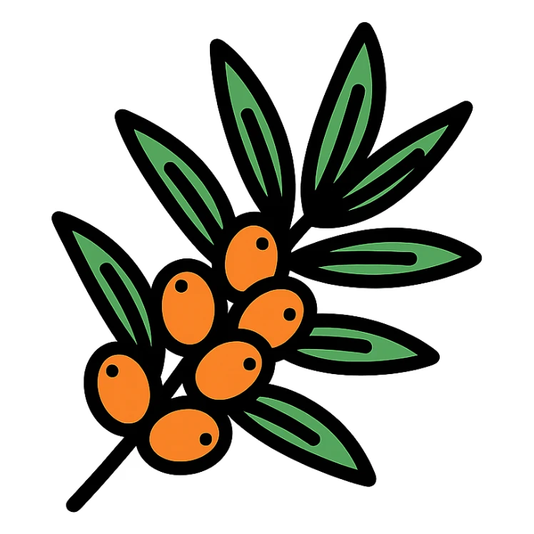 sea buckthorn branch with orange berries, color outline icon style sticker