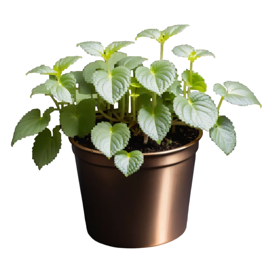 8-bit pixel art of small Plectranthus Verticillatus sprouts with round circular leaves in a shiny metallic planter sticker