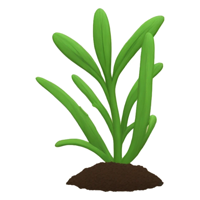 caraway plant sticker