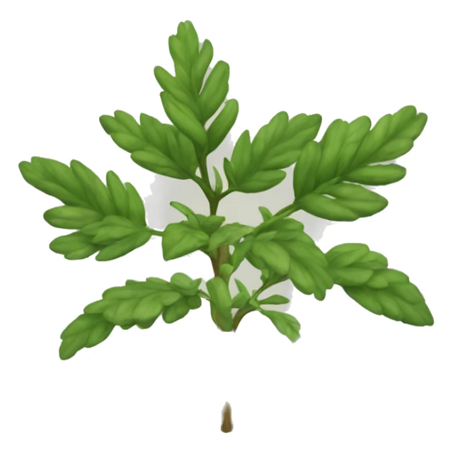 Ruta graveolens plant sticker
