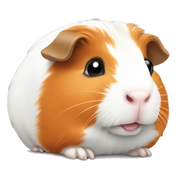 Guinea pig , white and orage color sticker