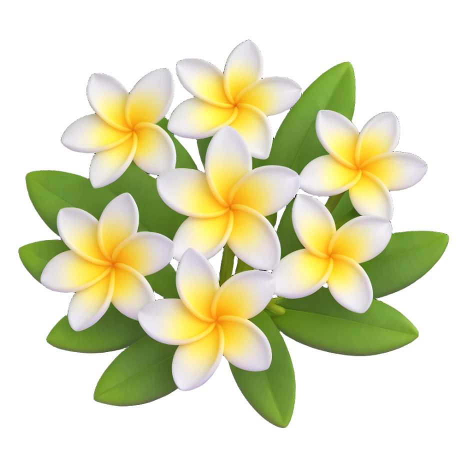 plumeria flower with five white petals and yellow center sticker