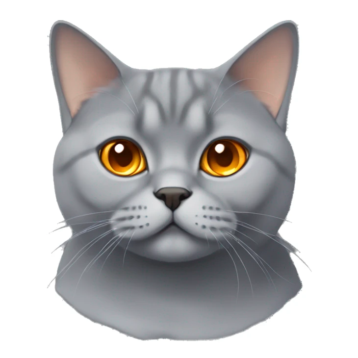 grey british shorthair cat with orange eyes  sticker