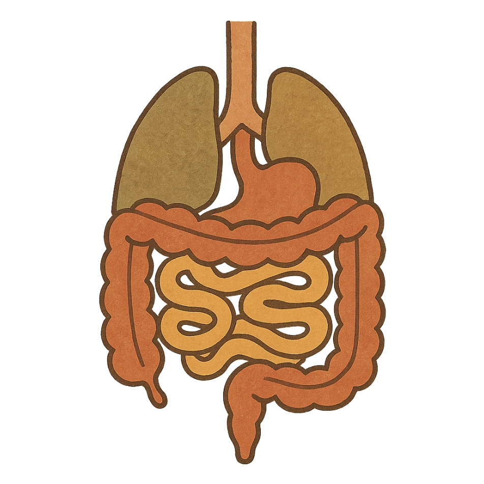 Anatomical illustration of the human digestive system, showing the colon, small intestine, and large intestine. Smooth 3D style, soft shading, clean and simple design.
 sticker