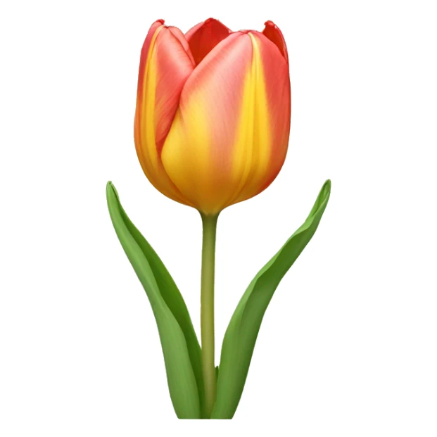 Tulip flower sticker