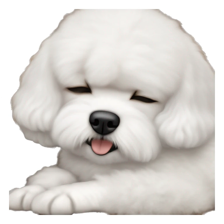 White dog Bichon Frise sleeping on brunette white girl's lap sticker