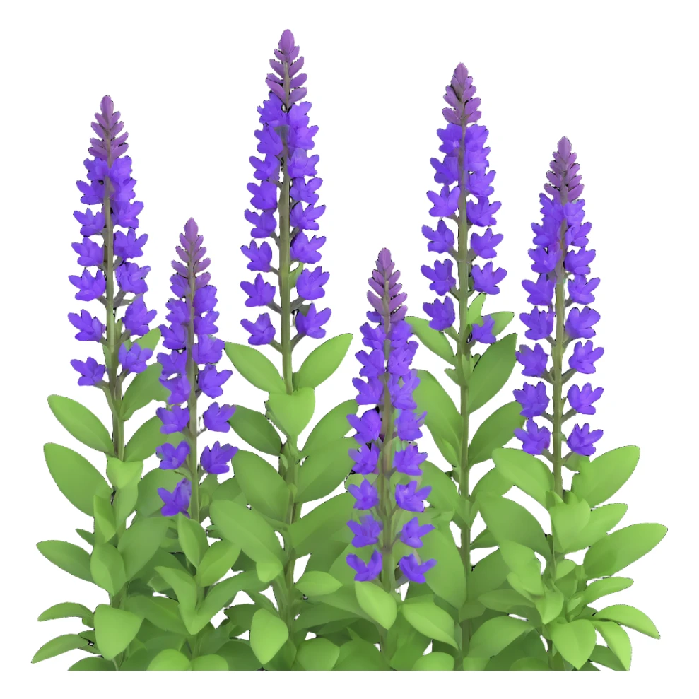 3D iOS cartoon style Salvia nemorosa emphasizing volume and cartoonishness, bright purple flowers, rich greenery, soft light reflections, transparent background sticker