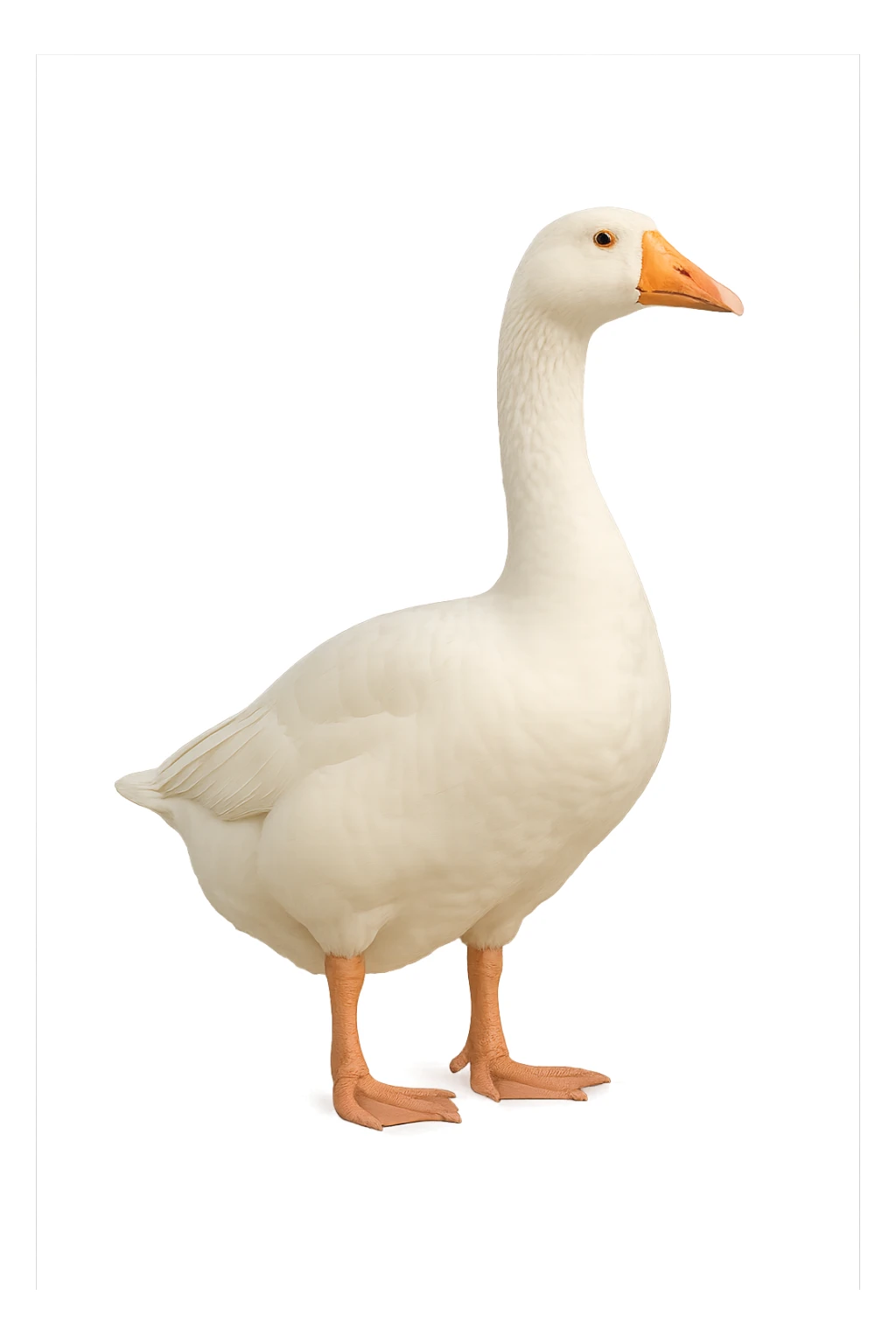 Goose sticker