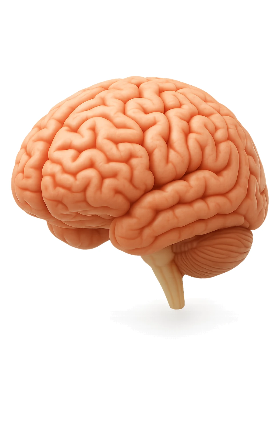 cervello umano 3d sticker