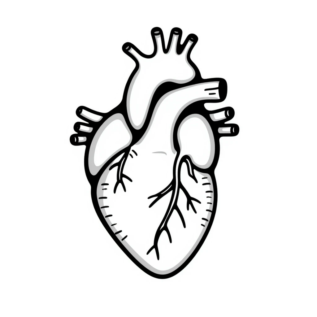 A heart drawn with hand-drawn lines, anatomical heart with chambers and arteries, medical diagram style with detailed internal structure sticker