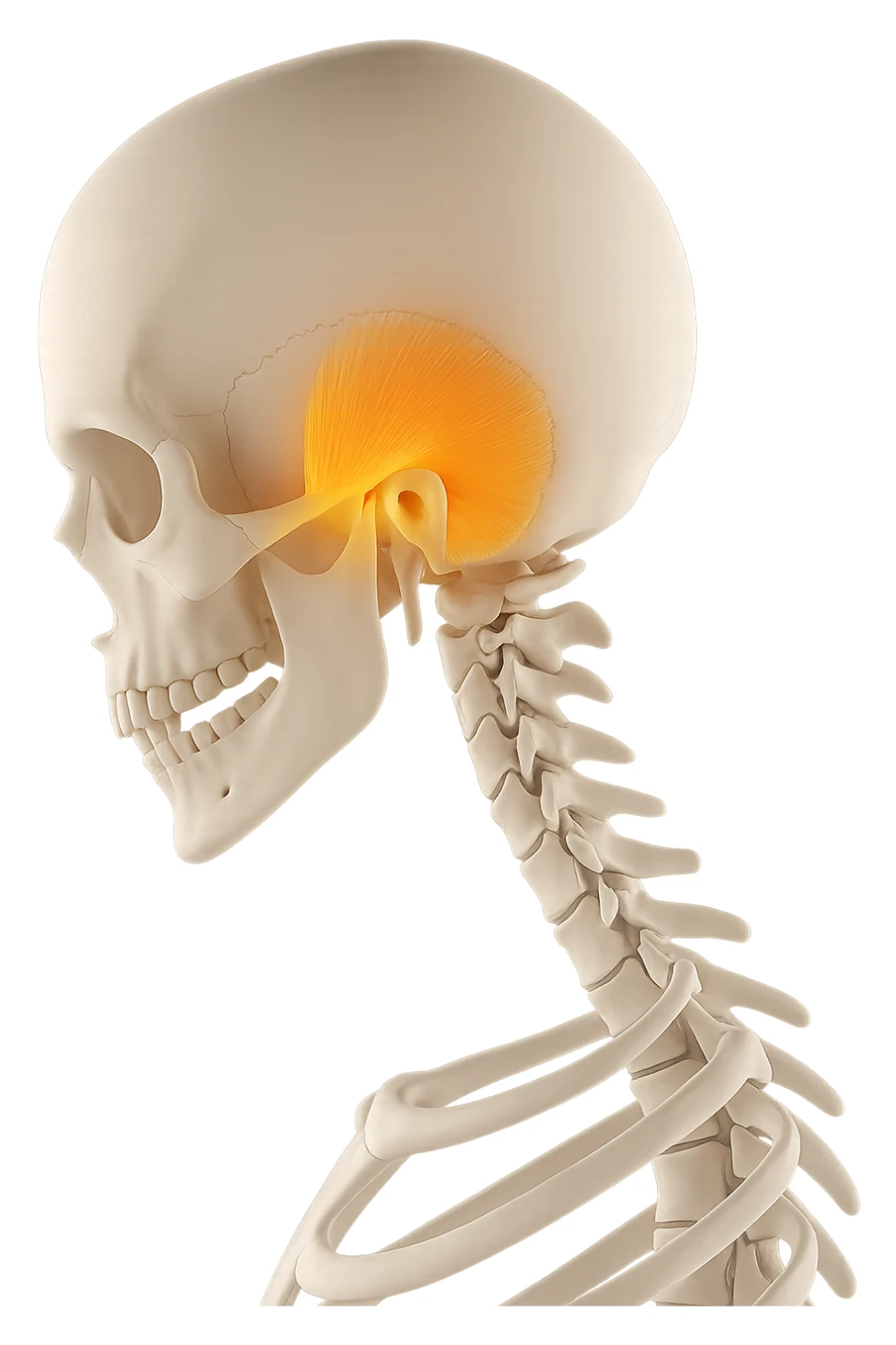 muscolo temporale illuminato focus  sticker