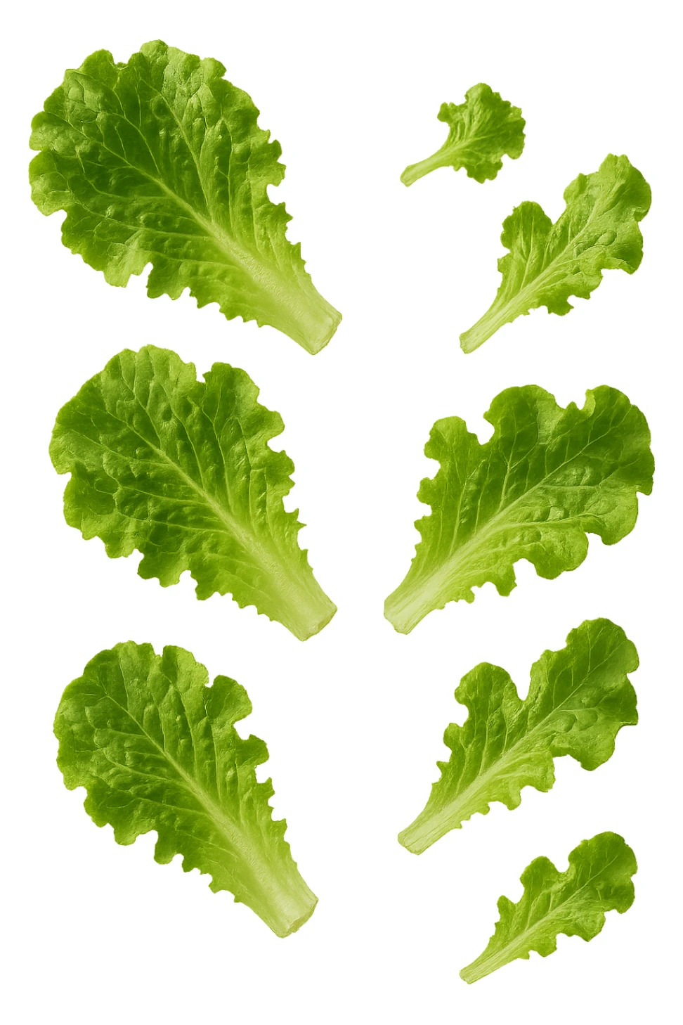 foglie di insalata fluttuano in aria, iperrealistico, non disegnato sticker