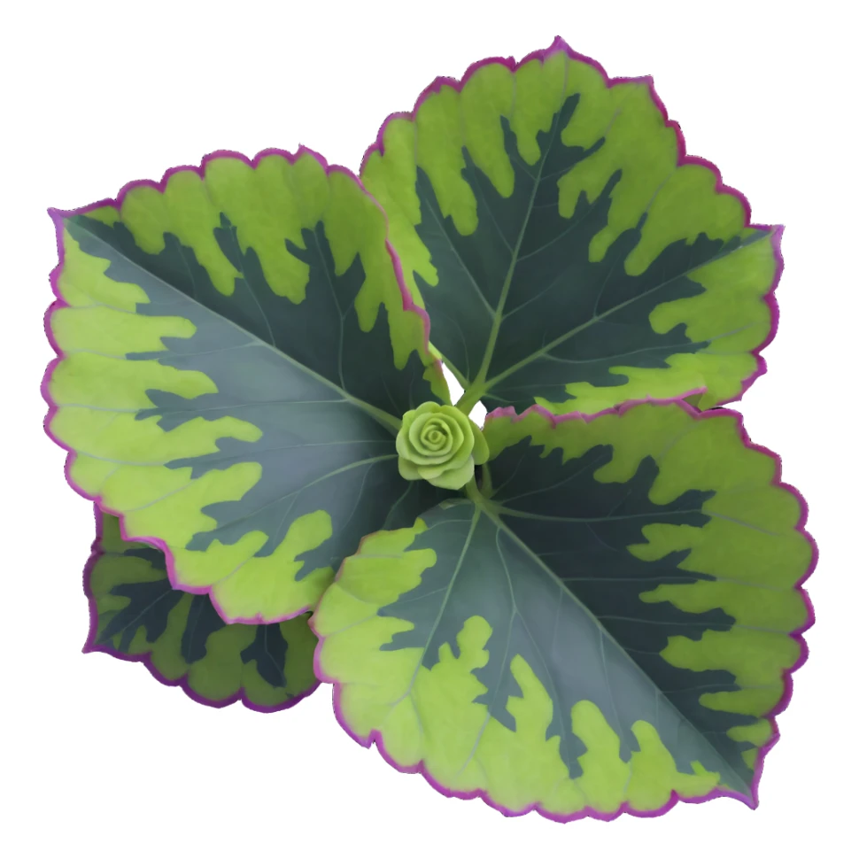 Close-up of Begonia Rex leaf center showing pronounced spiral pattern, dark green leaf with purple edges and white spots sticker
