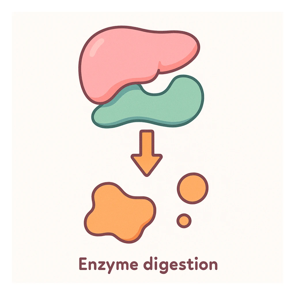Ultra-detailed scientific illustration  (like in a school book) of enzyme digestion. Macro molecular view, clean white background, no text, no human figures or cartoon characters. Purely biological focus. sticker