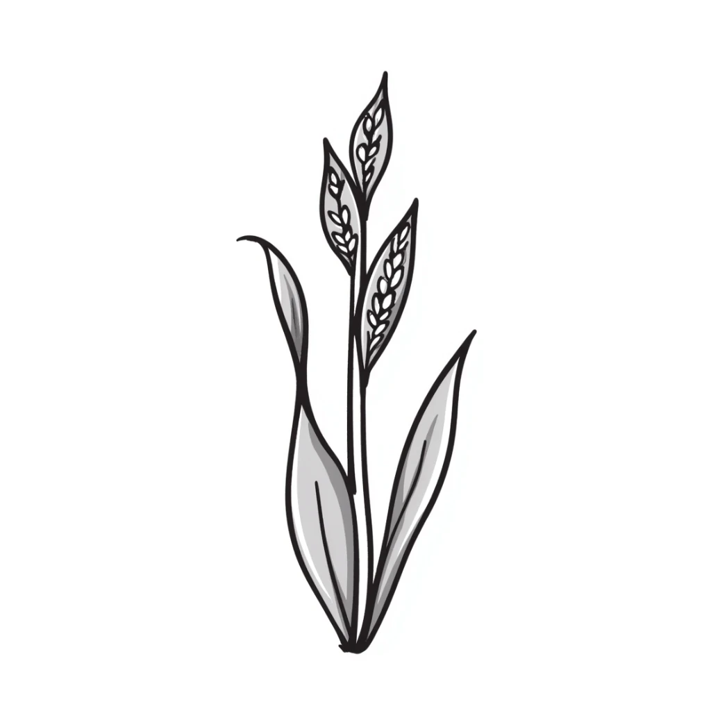 sesame plant with seed pods sticker