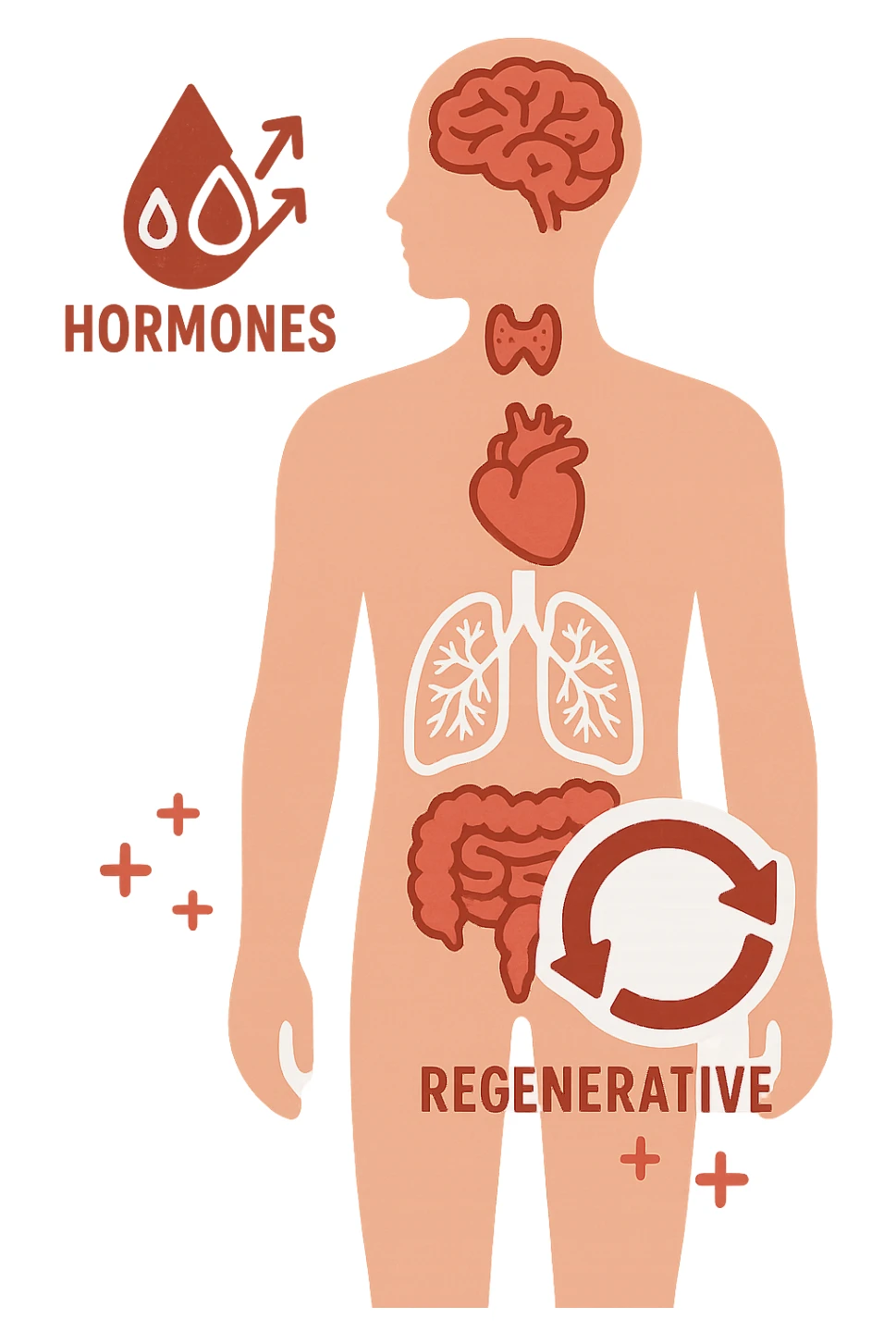 The combination of the body's internal hormonal and regenerative capabilities sticker