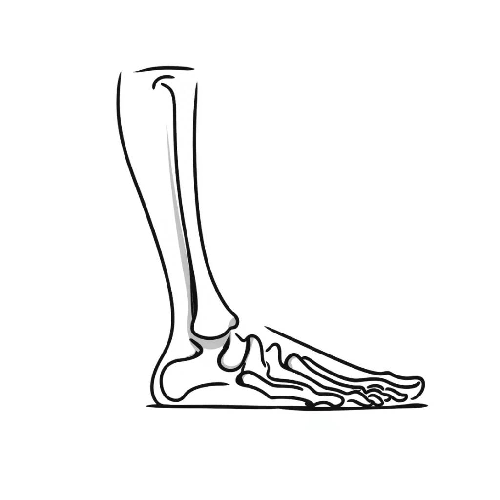 detailed foot skeleton diagram with labels sticker