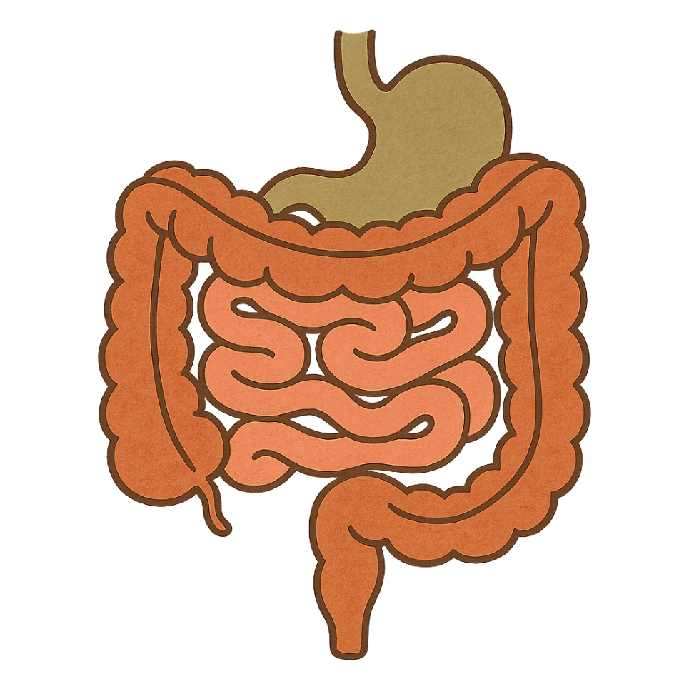 Anatomical illustration of the human digestive system, showing the colon, small intestine, and large intestine. Smooth 3D style, soft shading, clean and simple design.
 sticker