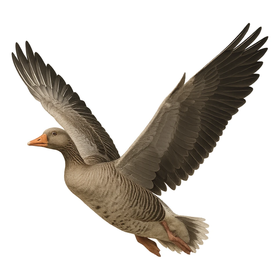 goose with open wings, realistic style, transparent background sticker