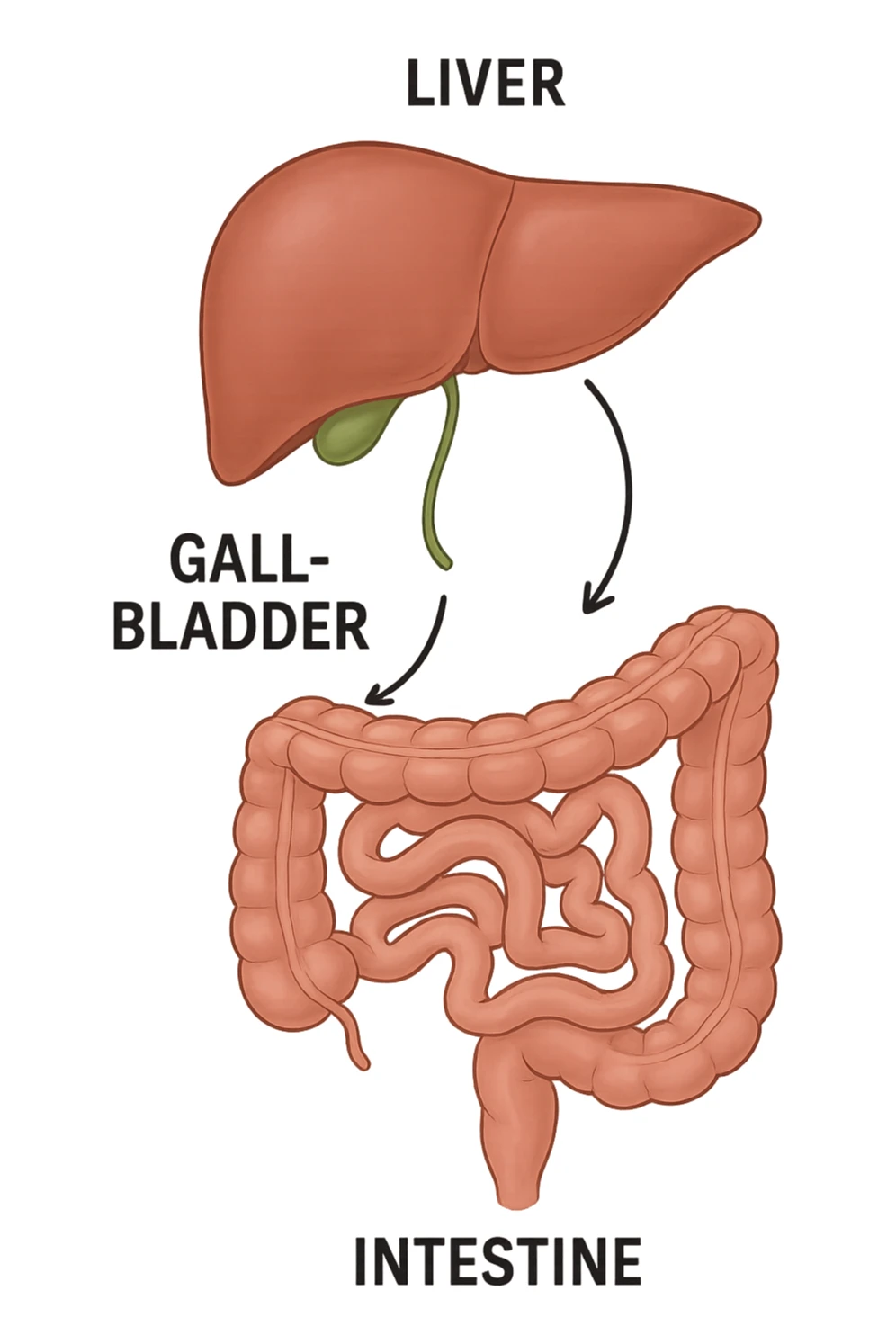 Connessione visiva, fegato , intestino e cistifellea sticker