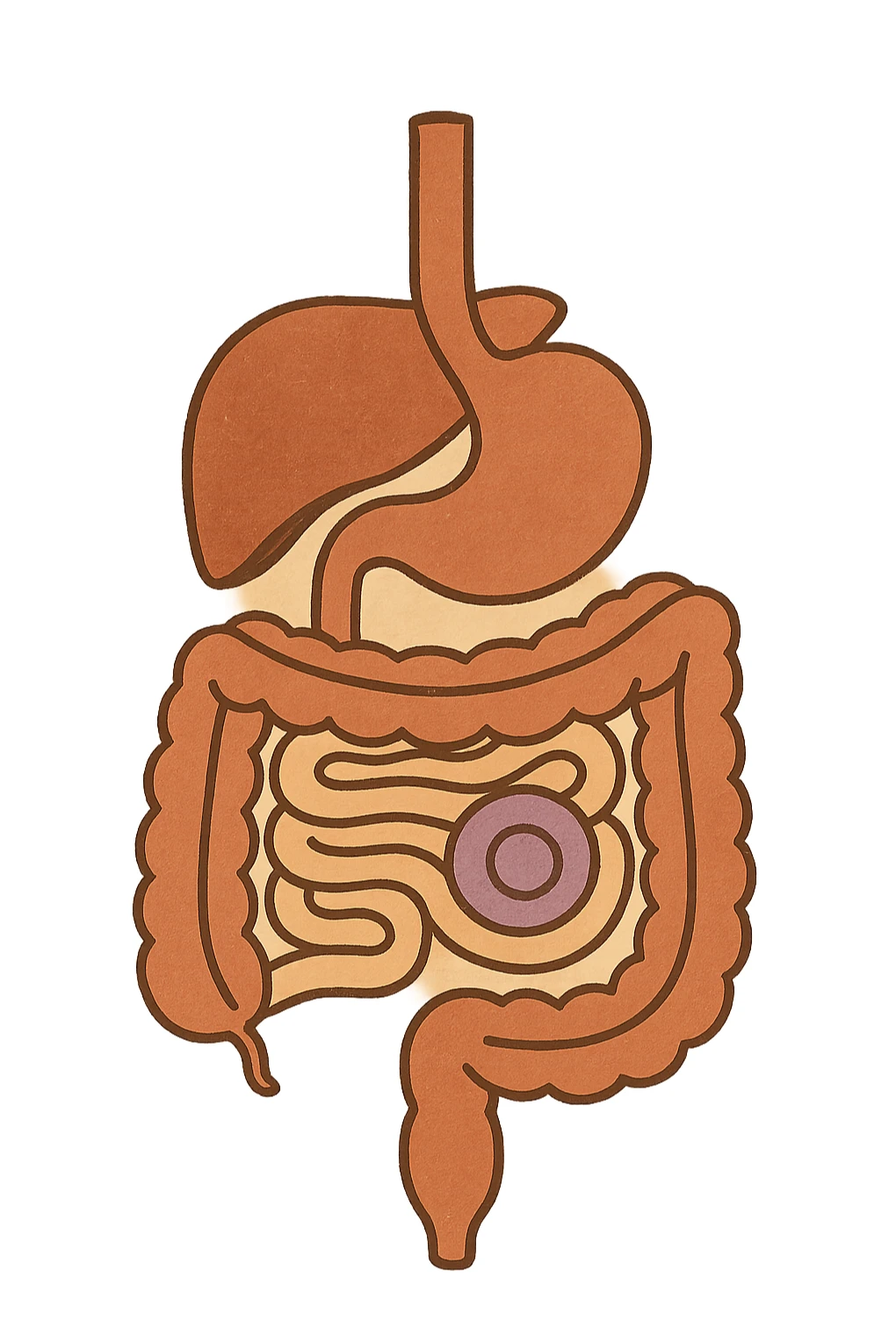 Anatomical illustration of the human digestive system, showing a cell, small intestine, and large intestine. Smooth 3D style, soft shading, clean and simple design.
 sticker