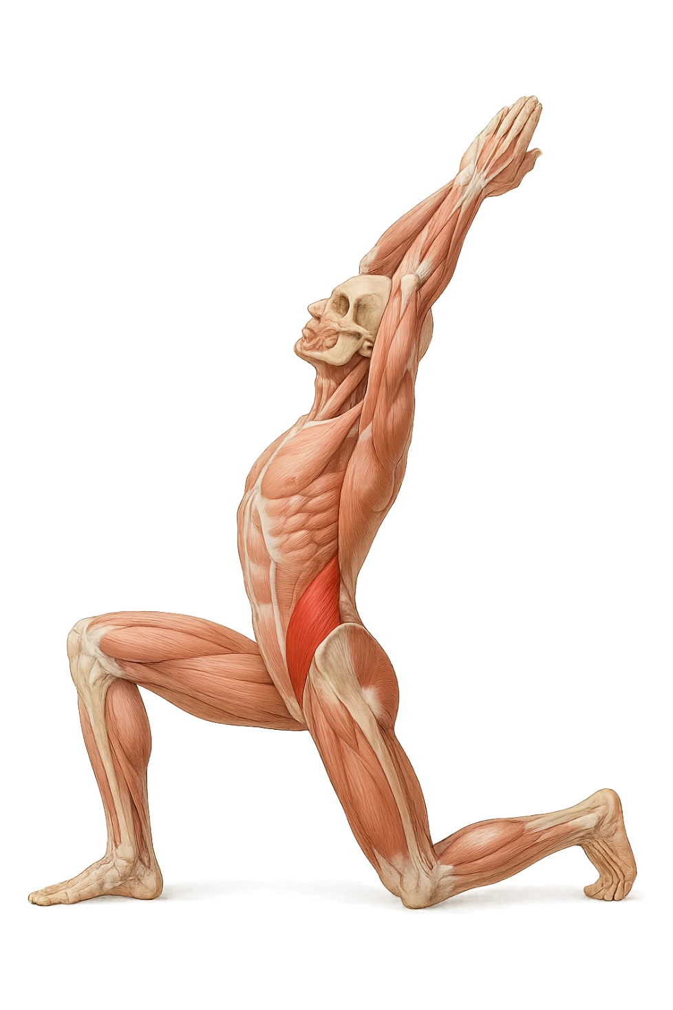 corpo umano anatomico realistico che fa stretching allungando il muscolo PSOAS, isolato su sfondo bianco sticker