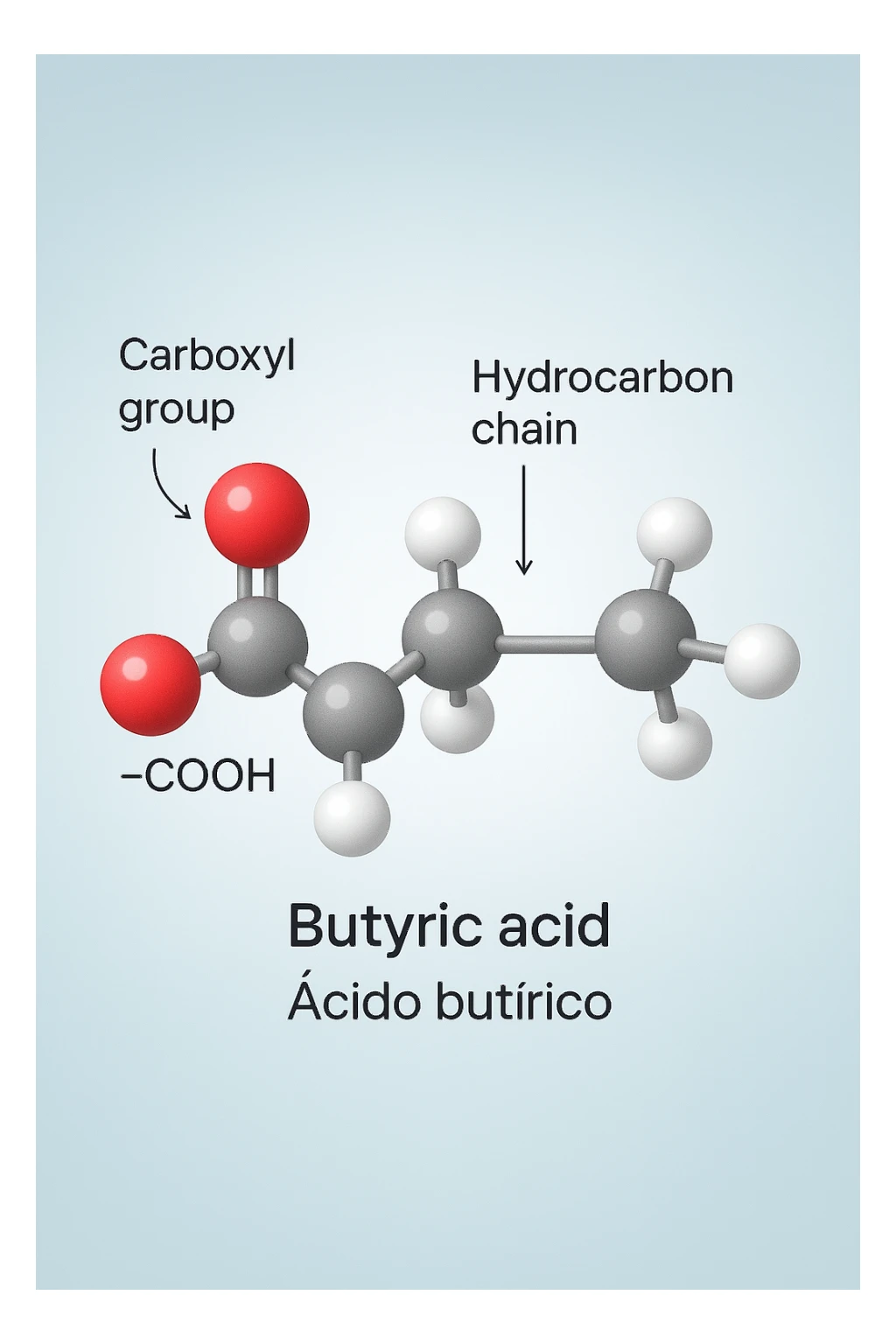 the acido butirrico molecule floats in the center, with animated arrows or labels pointing to the carboxyl group and the hydrocarbon chain. The background is a soft gradient, and the overall style is clean, professional, and suitable for educational materials. sticker