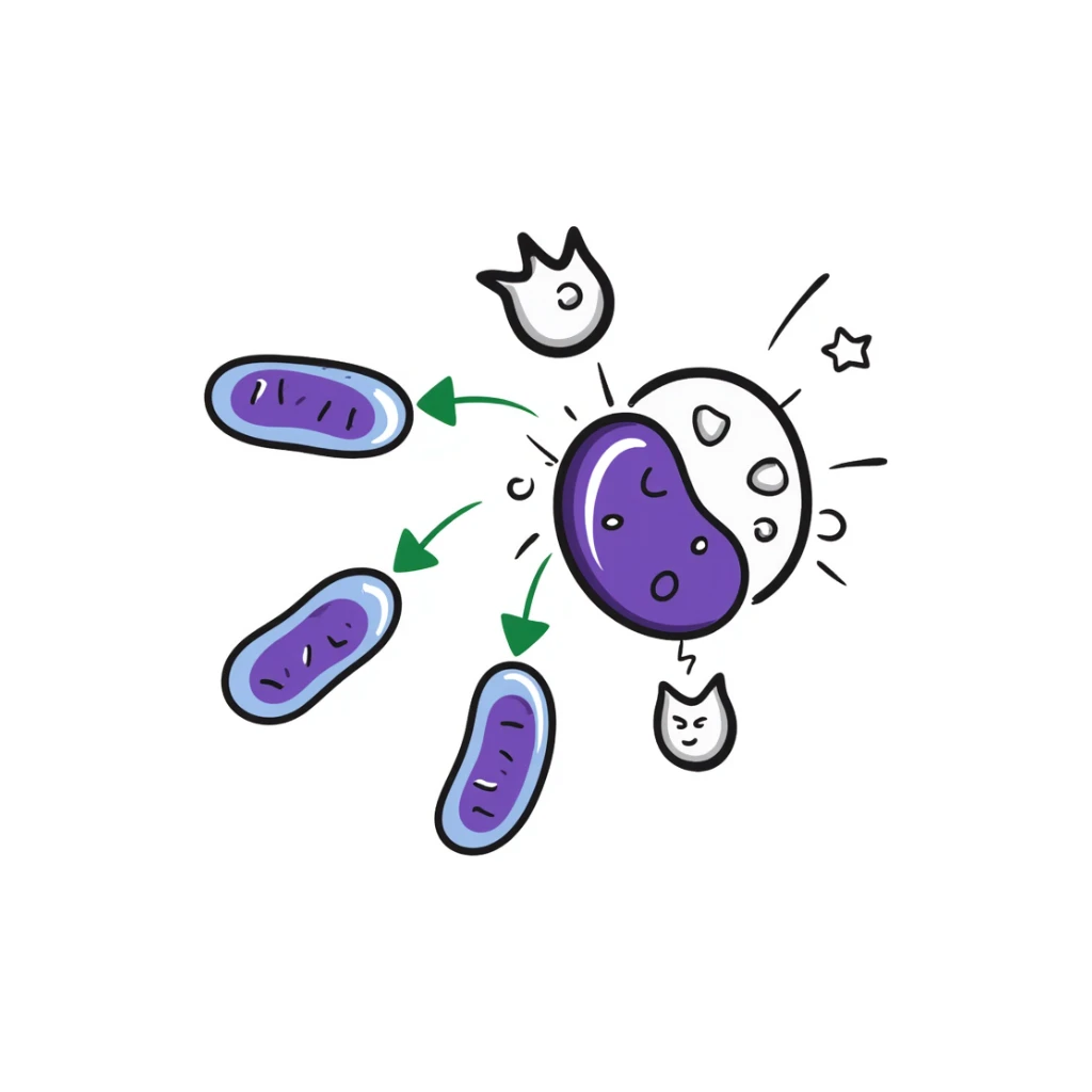 Antimicrobial action diagram: purple bacteria with detailed cell structure being attacked by blue shield-shaped antimicrobial molecules. Green arrows showing points of attack on cell wall and membrane. Hand-drawn scientific illustration with color-coded components. sticker