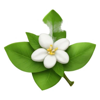 Jasmine tea sticker