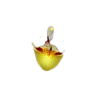  White cymbidium orchid sticker