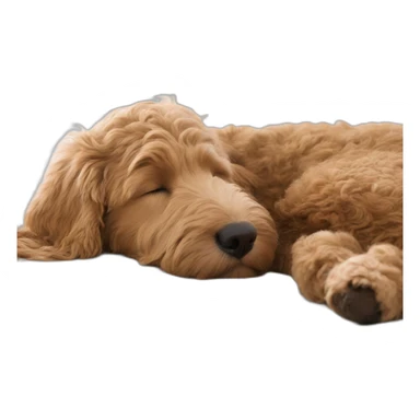 GoldenDoodle sleeping next to Indian girl sticker