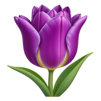 Tulipán lila sticker