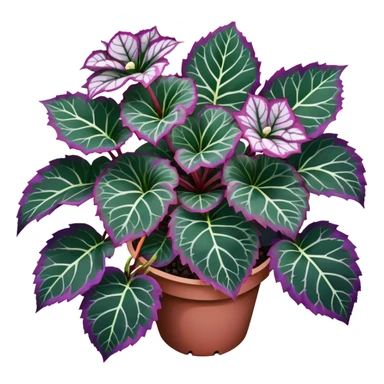 Top-down view of Begonia Rex plant showing spiral leaf patterns from above, dark green leaves with purple edges and white spots sticker