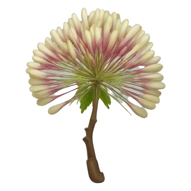 Albizia lebbeck flower  sticker