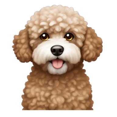 brown bichpoo with a little bit of white fur around nose only sticker