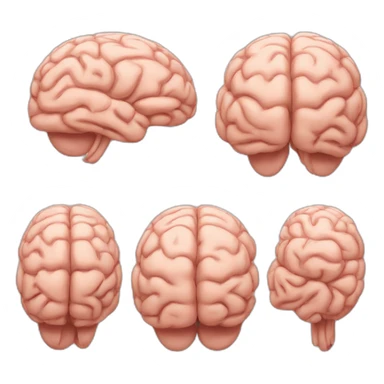 brain-without-wrinkles sticker