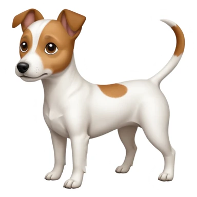 a full body white jack russel looking dog the size of a kelpie with light brown ears and a light brown patch on one eye, flopped down ears and a large snout sticker