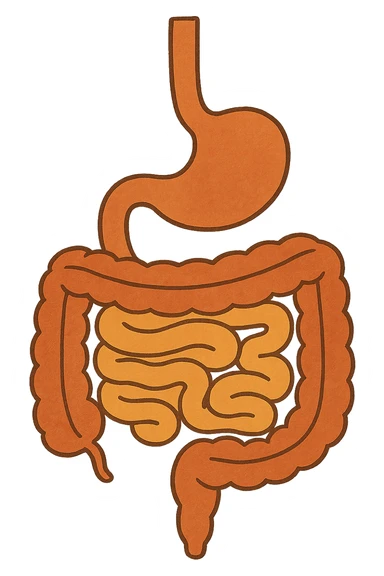 Anatomical illustration of the human digestive system, showing the stomach, small intestine, and large intestine. Smooth 3D style, soft shading, clean and simple design.
 sticker