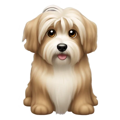 Tan havanese dog sticker