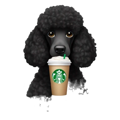 Black standard poodle holding a Starbucks drink sticker