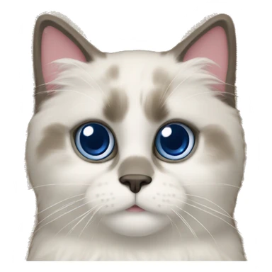 Ragdoll cat marking territory on the carpet sticker