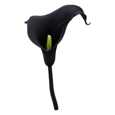 Black calla lily sticker
