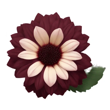 give me a black dahlia flower with a burgundy red color sticker