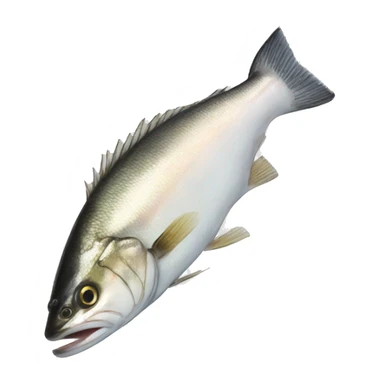 fillet Branzino sticker