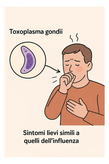 Toxoplasma gondii, infetta uomo ha sintomi solo di lieve influenza in italiano sticker